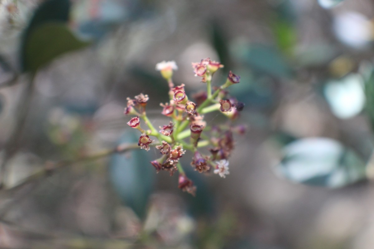 Syzygium spathulatum Thwaites